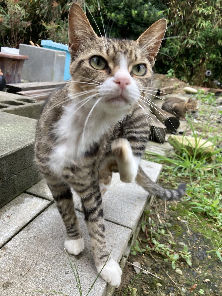 【公式】ねこ太郎様専用
