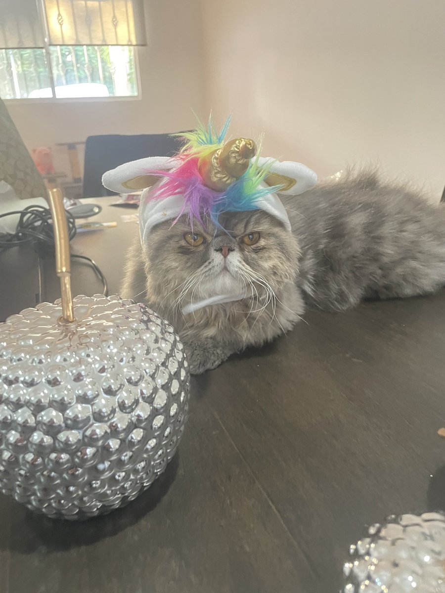 Daf_fer's tweet photo. El michi unicornio no existe.                                                El michi unicornio : https://t.co/aEhn7SmMor