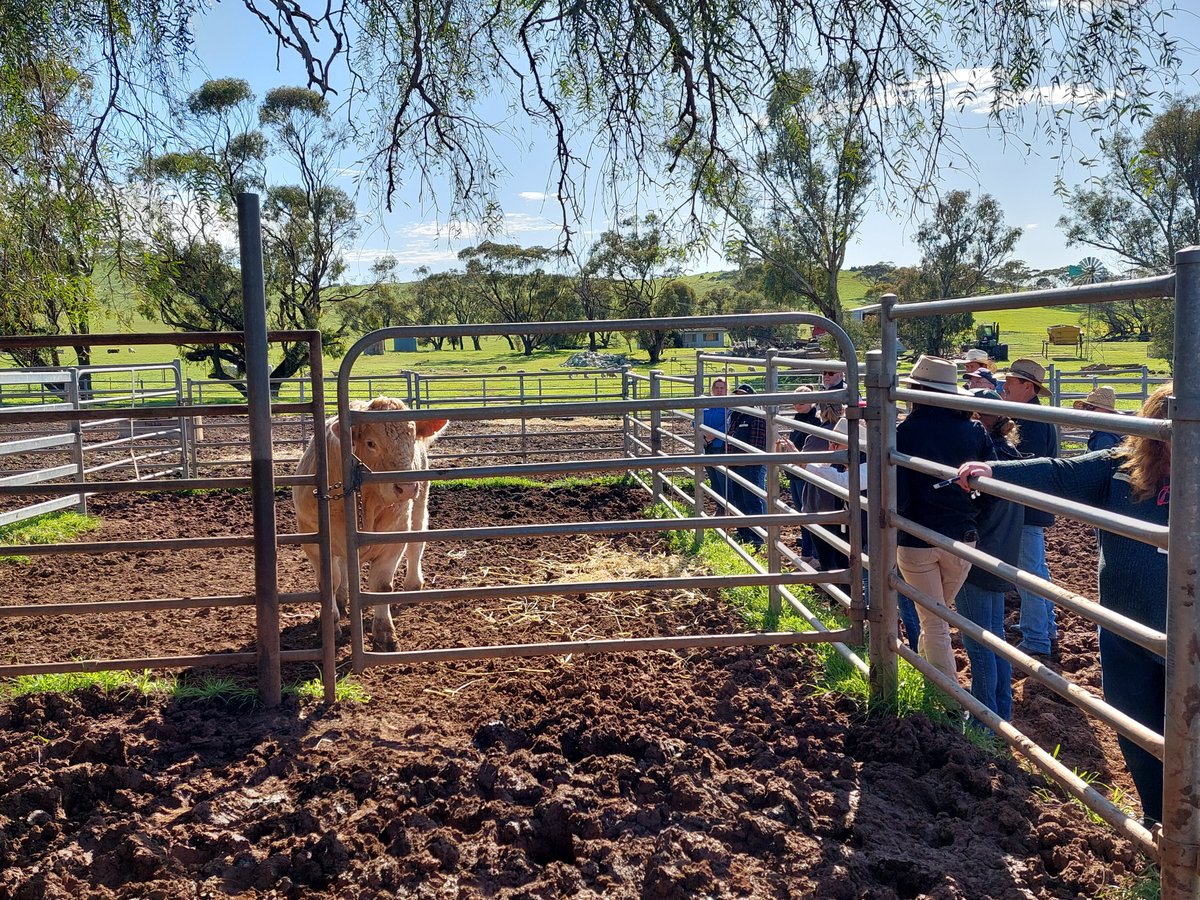 Last month #SBTSTBTS were in WA to deliver 4 #BullSELECT workshops to nearly 200 attendees. Thanks to Western Beef Association <a href="/JeisaneAccioly/">Jeisane Accioly</a> for inviting us to present and to Allegria Park Angus, Tullibardine Angus, Liberty Charolais &amp; Shorthorn and Bardoo Charolais for hosting