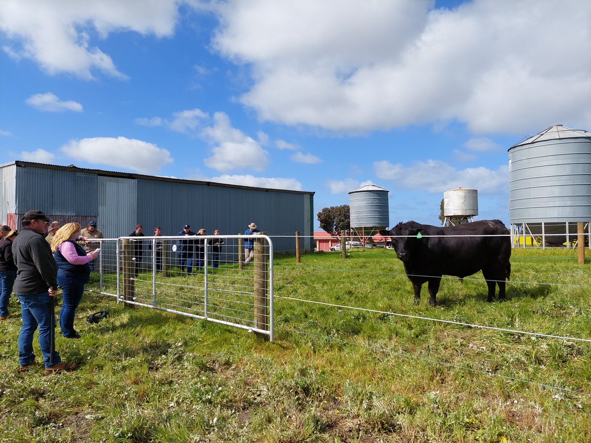 SBTSTBTS's tweet photo. Last month #SBTSTBTS were in WA to deliver 4 #BullSELECT workshops to nearly 200 attendees. Thanks to Western Beef Association @JeisaneAccioly for inviting us to present and to Allegria Park Angus, Tullibardine Angus, Liberty Charolais &amp; Shorthorn and Bardoo Charolais for hosting https://t.co/FLfxRBM3Ix