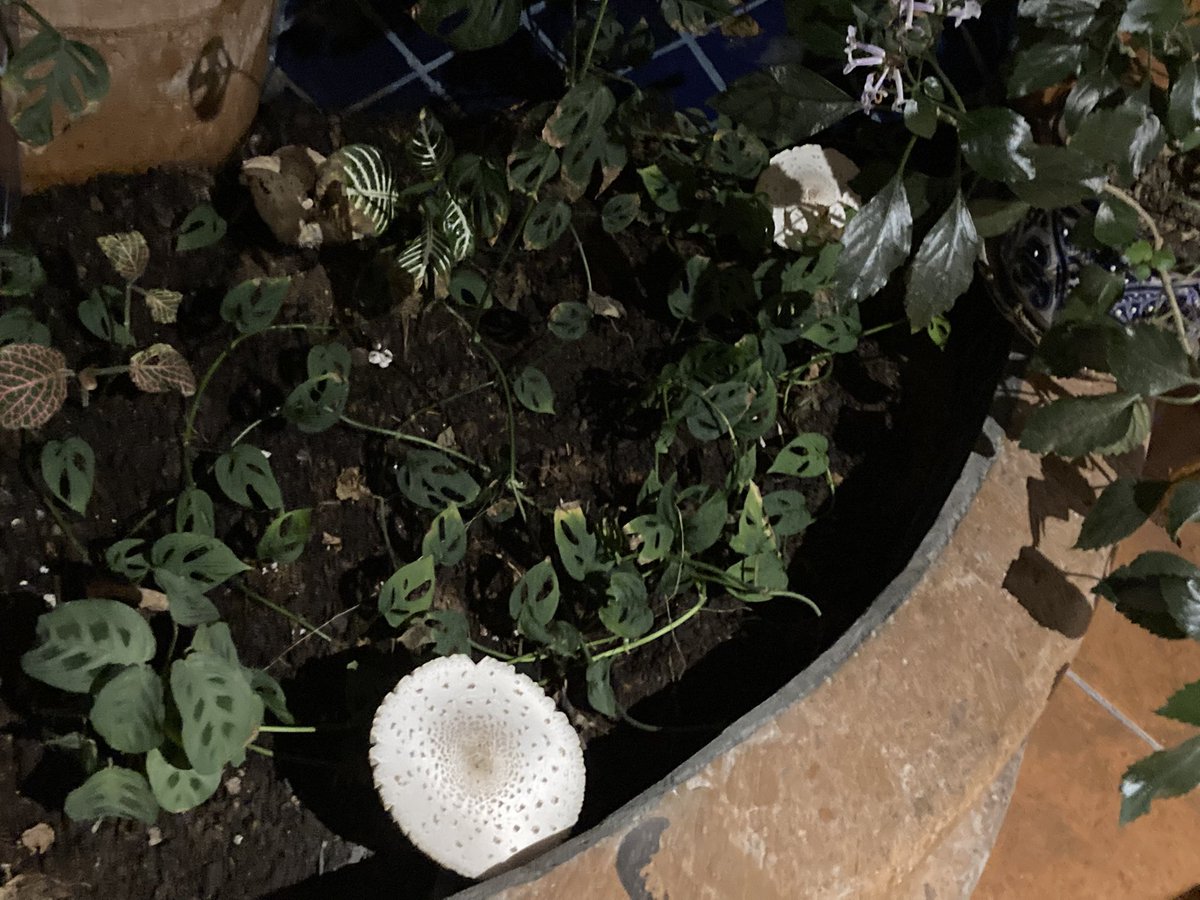 AdriEdelCR's tweet photo. @Fungi_Cosas mira lo que nos salió en una fuente que convertimos en maceta. ¿Nos lo podemos comer en sopita? Son dos 😋 https://t.co/H6jLwMTNf5