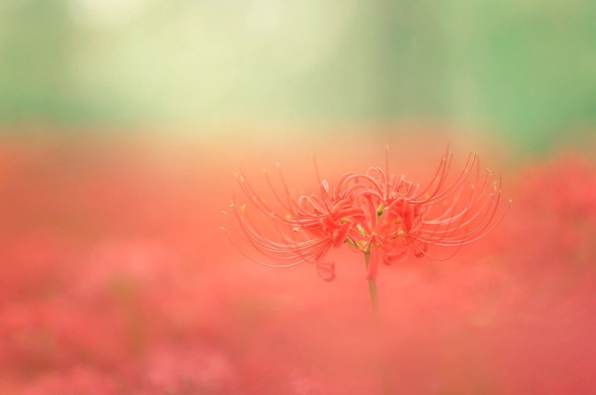 isumu.eth🌻NFTphotographer tweet media