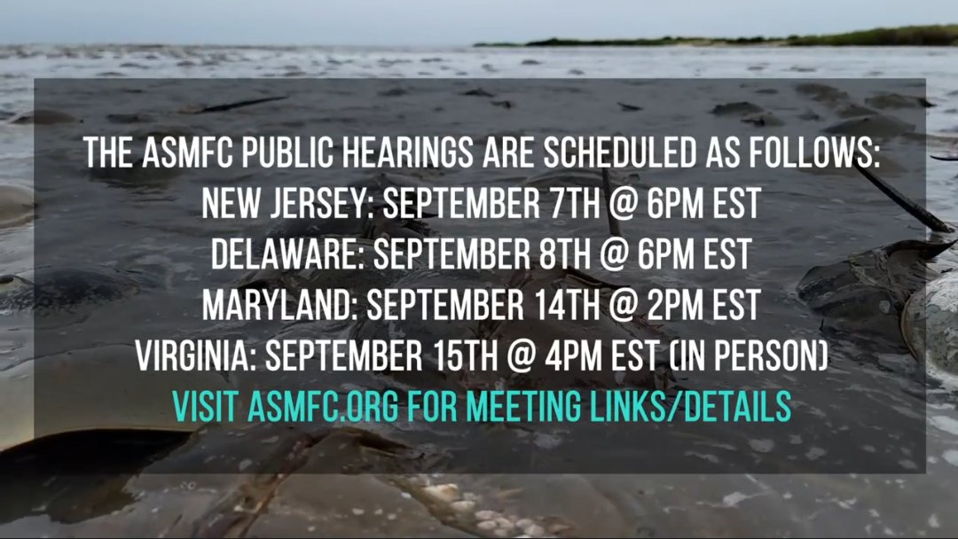 HSCrabRecovery's tweet photo. The time is now to comment on the proposed changes to the current Horseshoe Crab Management Plan.

To register for a public hearing, visit https://t.co/tjqBnBVGMS

Act how to save the horseshoe crab and red knot. https://t.co/LLhAipwII3