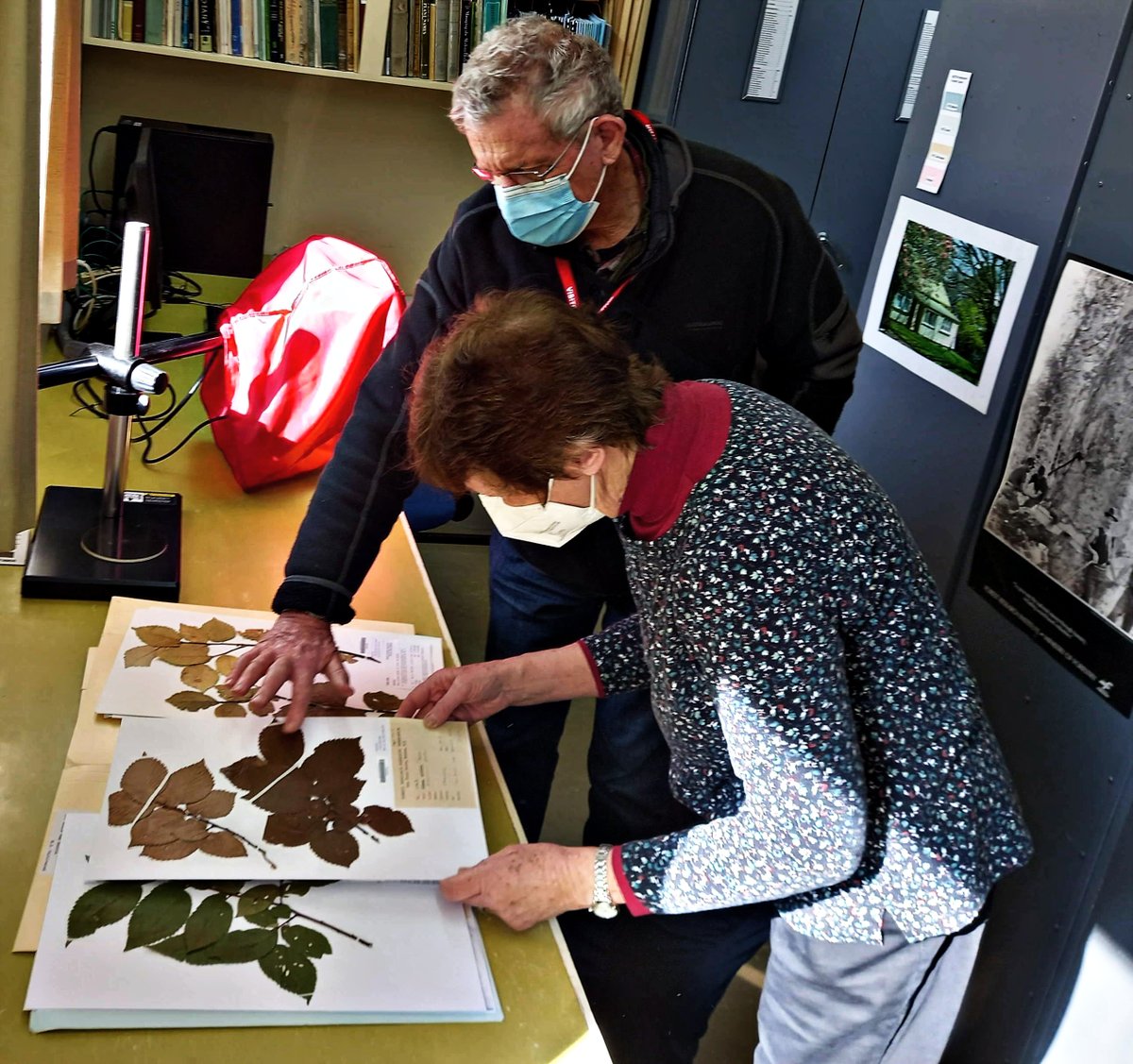 MattBuys's tweet photo. The #National_Forestry_Herbarium @scion_research #BioCollections put to good use in combatting Dutch Elm Disease (DED). Chris Inglis (SPS Biota) visiting Elizabeth Miller to study herbarium specimens of elms surveyed in the past—some trees in Auckland show possible resistance! https://t.co/rSeak4HBtb
