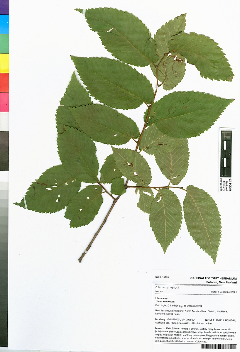 MattBuys's tweet photo. The #National_Forestry_Herbarium @scion_research #BioCollections put to good use in combatting Dutch Elm Disease (DED). Chris Inglis (SPS Biota) visiting Elizabeth Miller to study herbarium specimens of elms surveyed in the past—some trees in Auckland show possible resistance! https://t.co/rSeak4HBtb