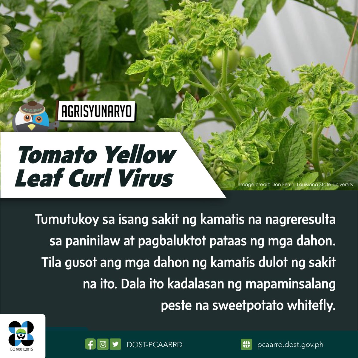 dostpcaarrd's tweet photo. Ang sagot sa tanong #AgriSyunaryo ay ‘Tomato Yellow Leaf Curl Virus (TYLCV).’ 👍 https://t.co/2fzN1o5PTV
