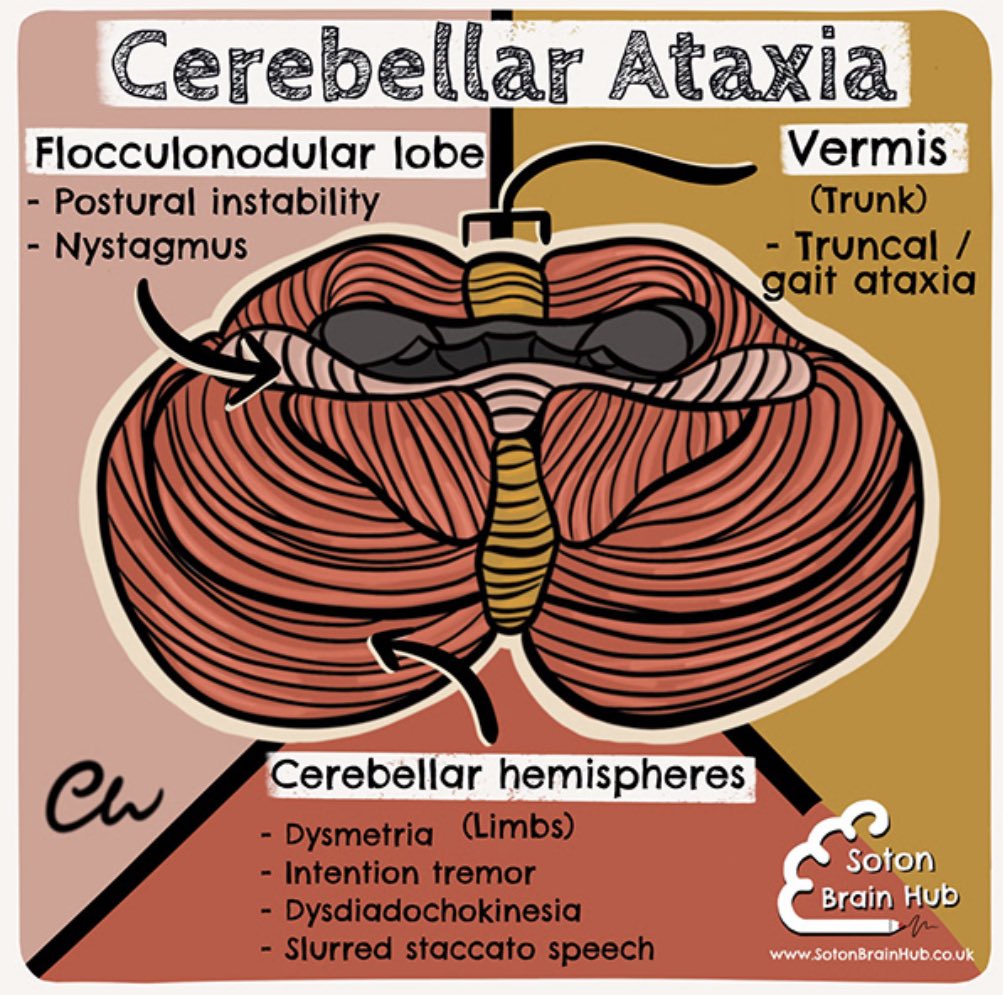 OGdukeneurosurg's tweet photo. Cerebellum primer from @charlottewoody_ and @SotonBrainHub https://t.co/Cev6RLCN4B