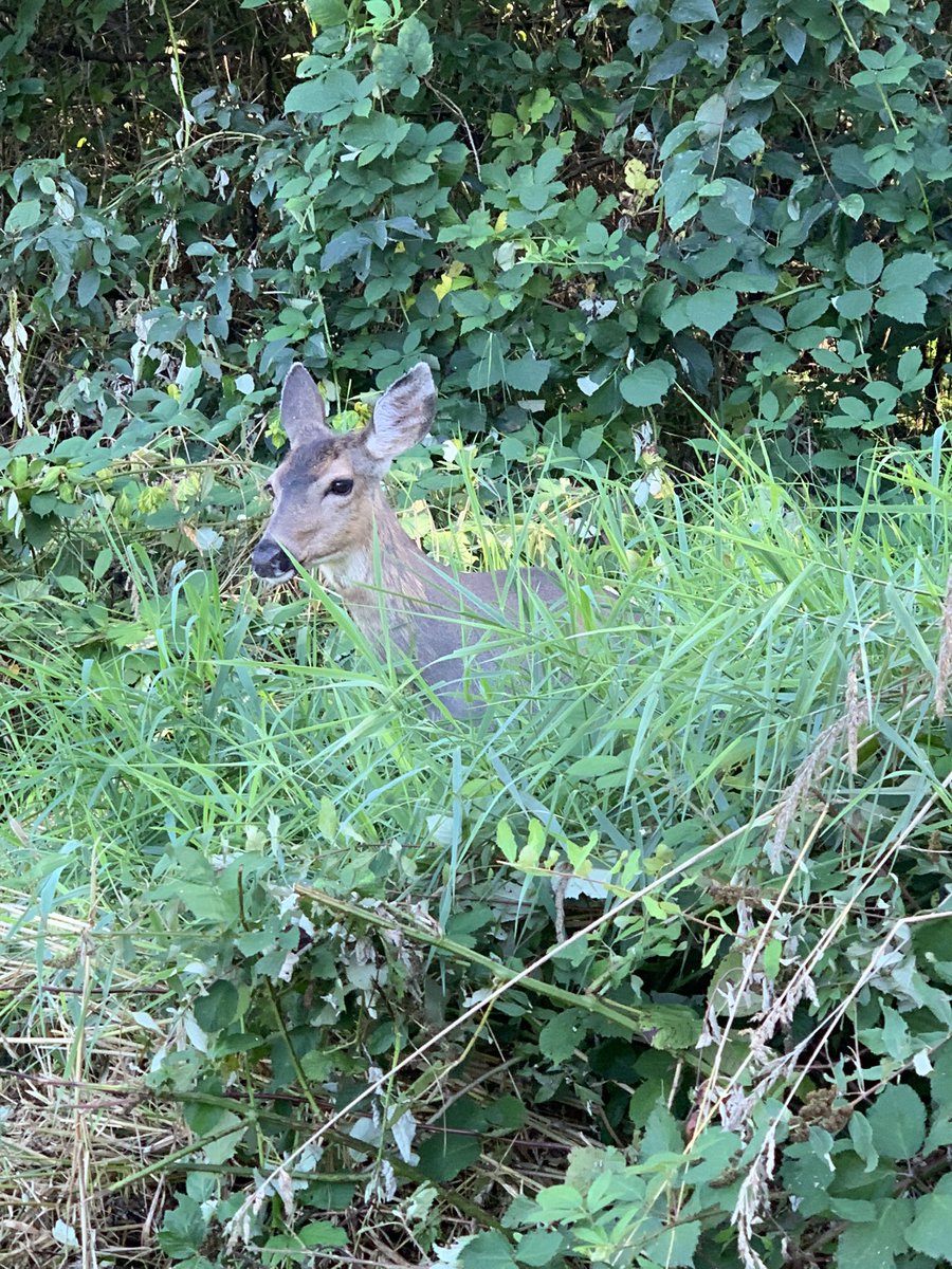 BizSurgeon's tweet photo. At the @HavanOfficial Annual Golf Tournament today! Making lots of connections and was even asked to do a #selfie with this guy! #wildlifewithHavan https://t.co/ZiaDb5PK73
