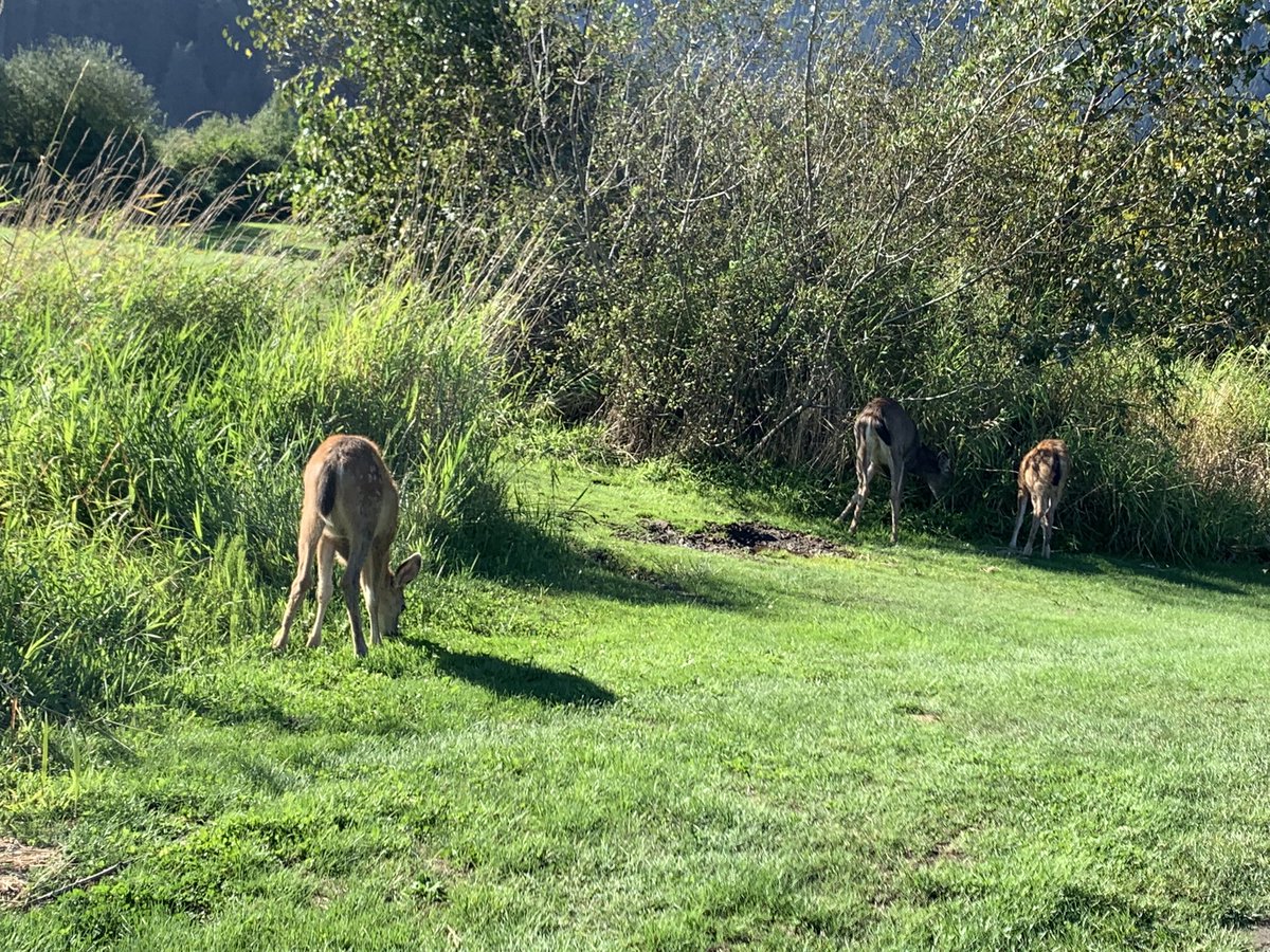 BizSurgeon's tweet photo. At the @HavanOfficial Annual Golf Tournament today! Making lots of connections and was even asked to do a #selfie with this guy! #wildlifewithHavan https://t.co/ZiaDb5PK73