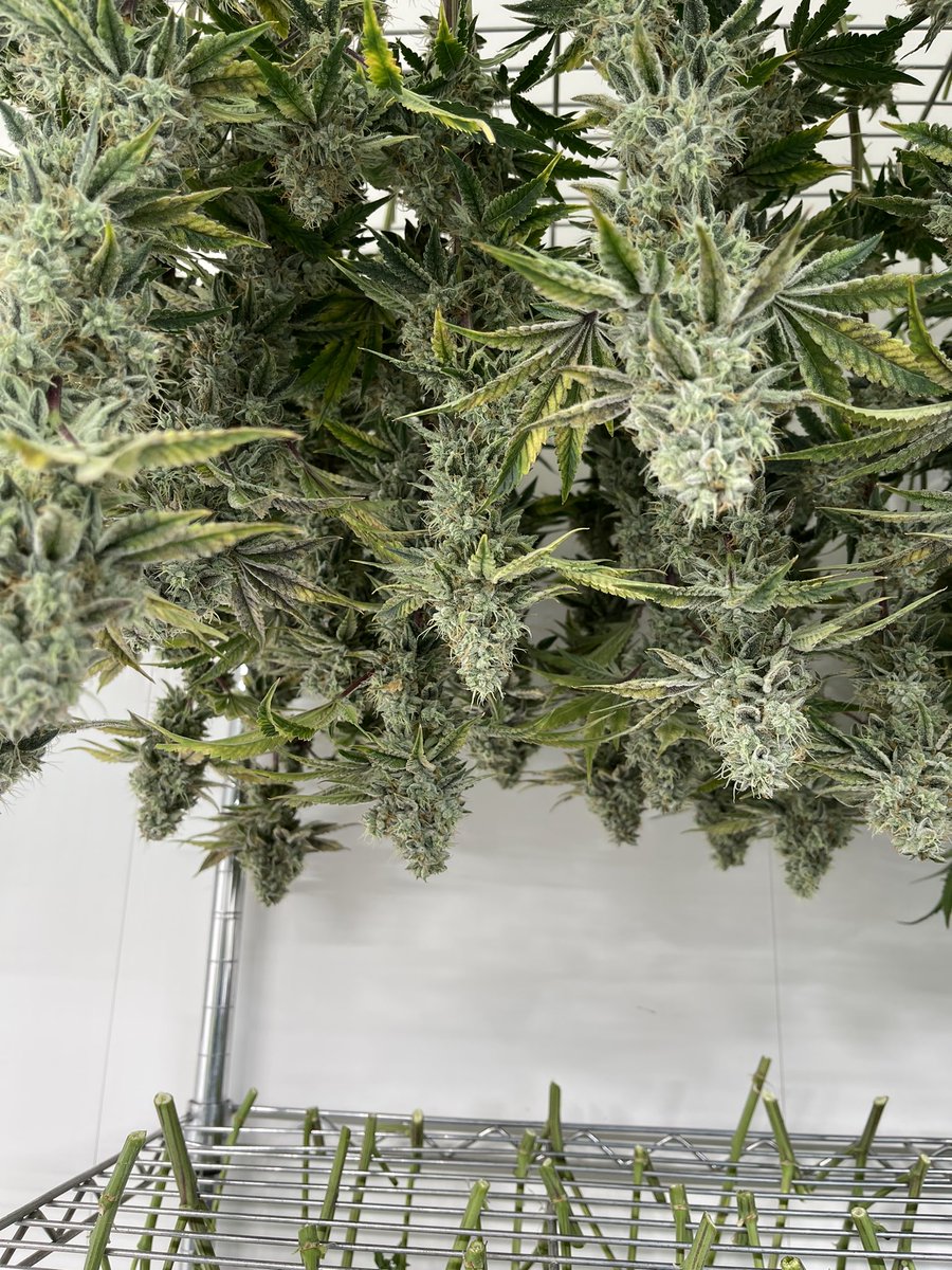 Beautiful 😍 Ghosty 👻