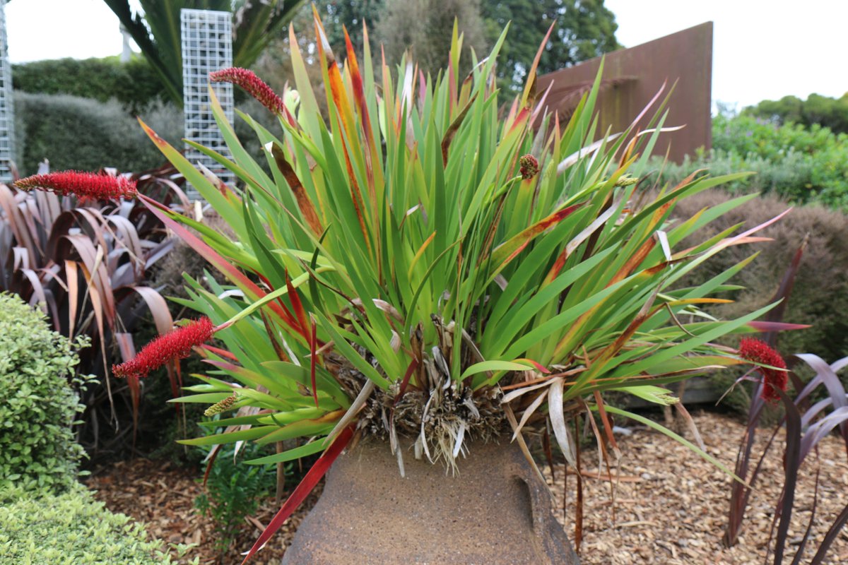 AklBotanicGrdns tweet media