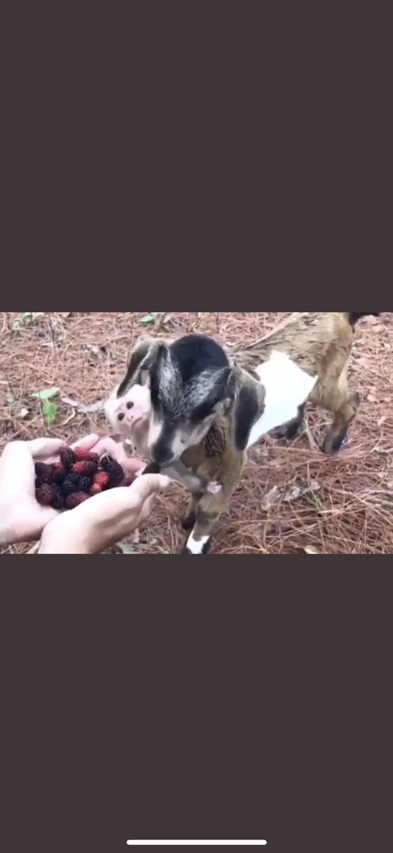 FcGWOSaakAABV2C?format=jpg&name=medium