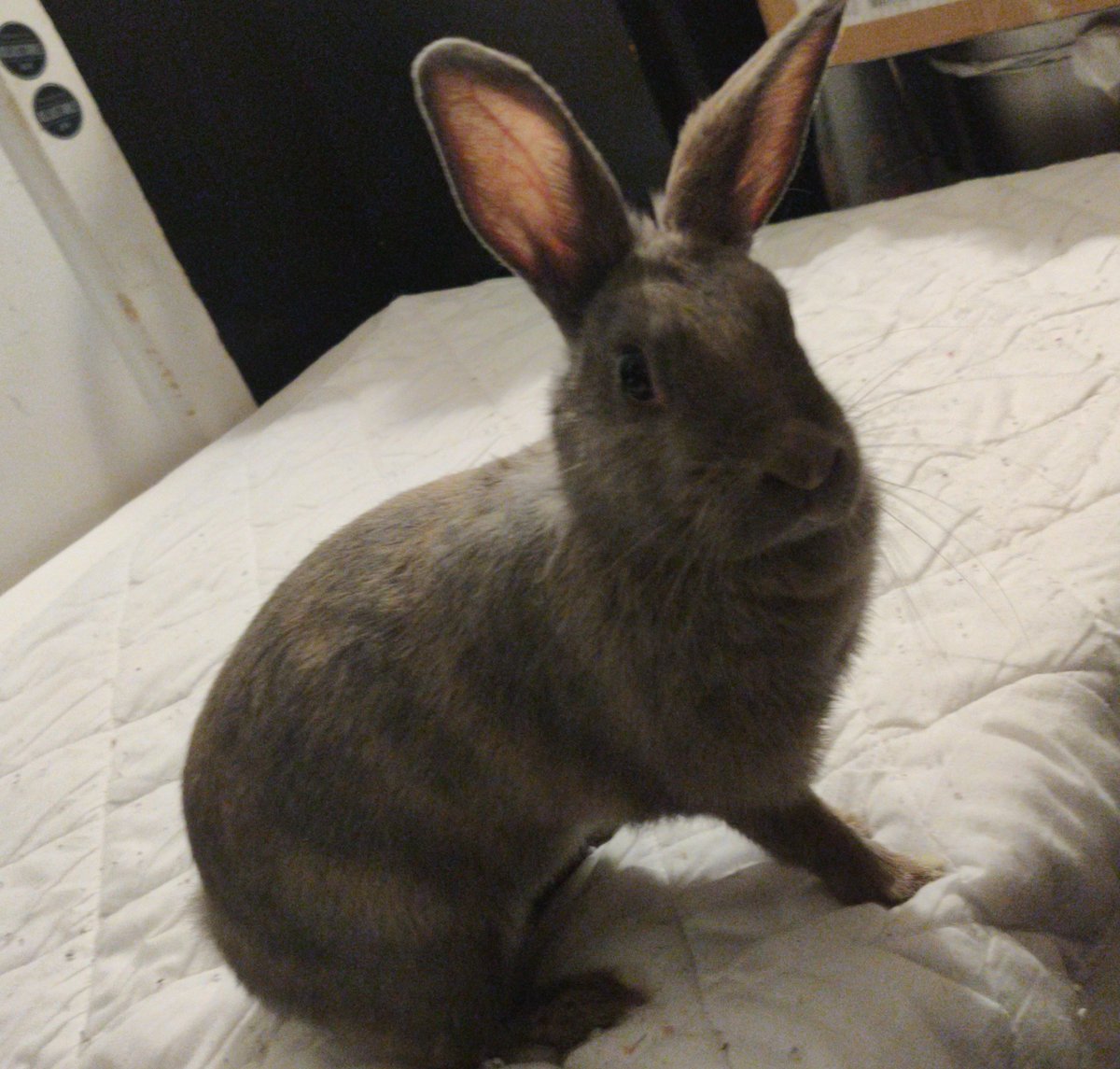 TheChonkBunnies's tweet photo. Here is your first look at the real life Thumber that loves her treats more than anything else
#TheChonkBunnies #cutebunnies #cutebunny #bunnies #bunny #cuteanimals #cute #Thumber #rabbitlife #rabbitlove https://t.co/eSjUVgIAnw