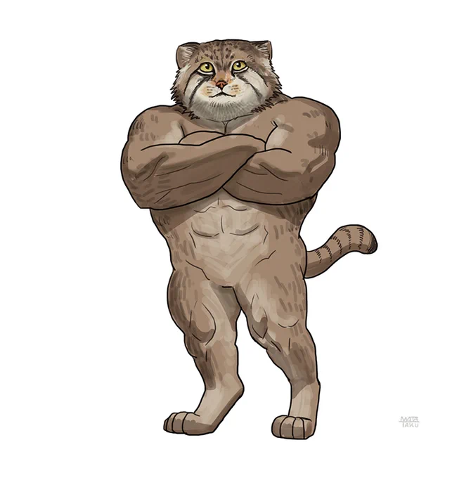 猫。マヌルネコ。#動物レスラー 