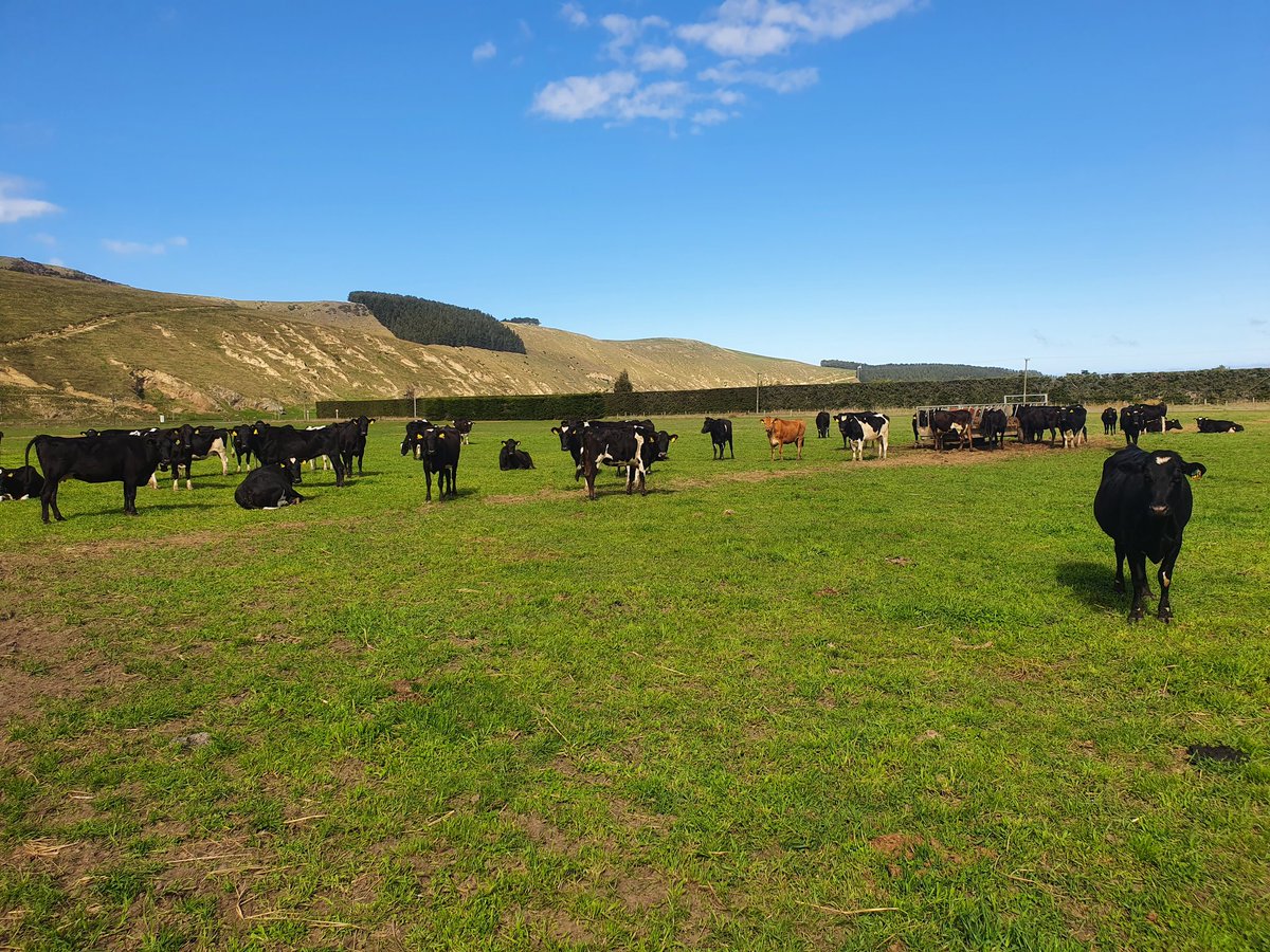 Graise Consultancy/Andre🌱🌿 tweet media