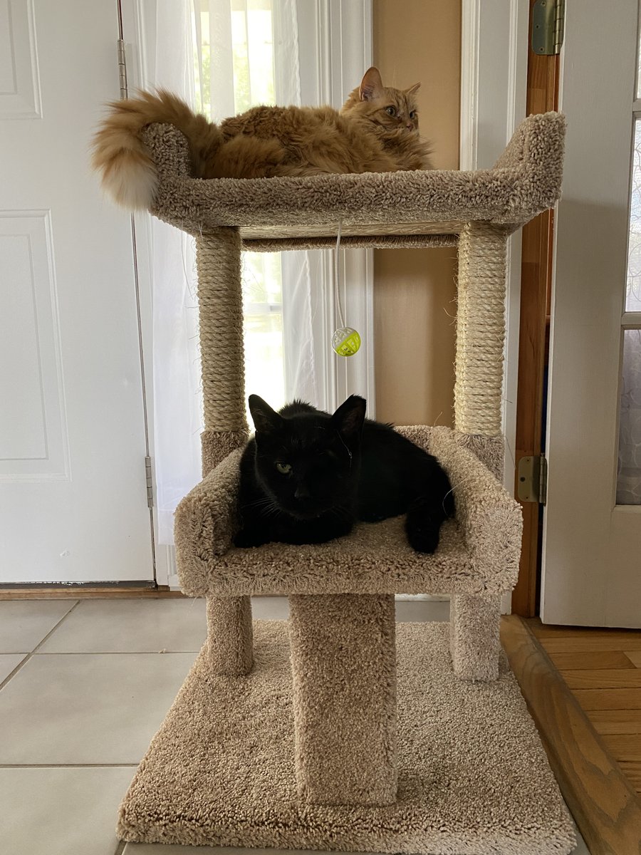 A few weeks back, Mom bought us a new scratcher to replace the ratty one. We immediately fell in love with it, so it never made it past the front door.