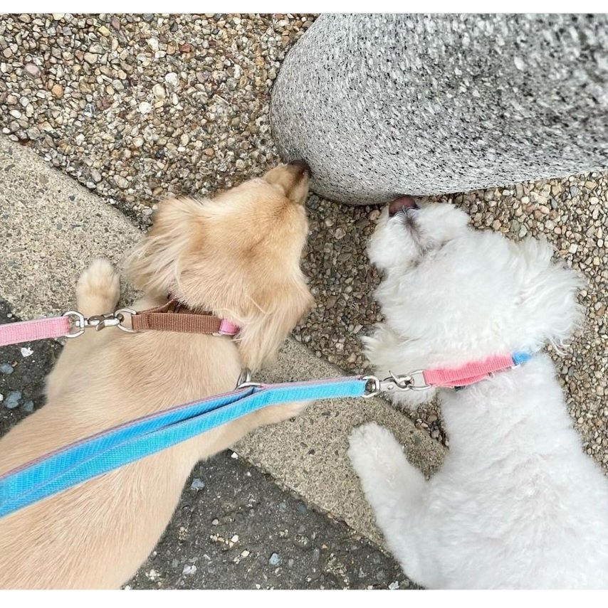 ayalamby's tweet photo. 保育園(犬の)のおともだちと
クン活でアプデ💨💨
#PLAYBOW #チワックス
#いぬとの暮らし
#犬のいる生活 #犬のいる幸せ
#犬好きさんと繋がりたい https://t.co/Hm26lntwX4