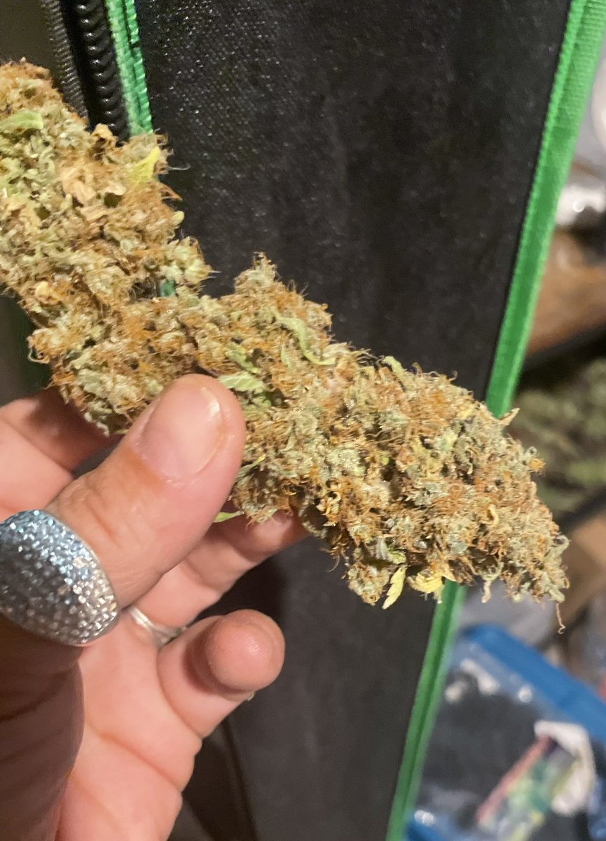 SarahMi84724296's tweet image. Getting this pretty girl trimmed up !! #CannabisCommunity #Plantmedicine  #whitecookies  #Cannagrowerz