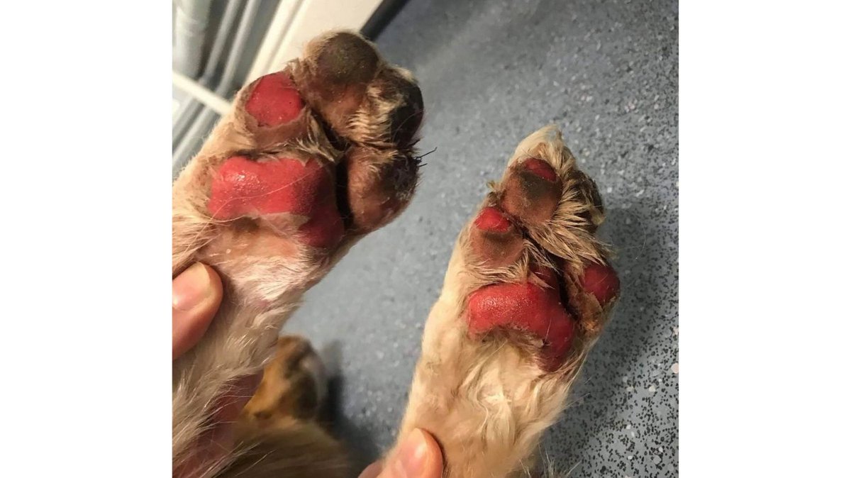 CCAnimalSrvs's tweet photo. This is what happens to my paws when you take me out when the pavement is hot ! In this heat I can’t get rid of my sweat as my paws are burning. Let me relax indoors and take me out when the sun is down! #petcare #dogs #hotweathertip #petsofinstagram #petoftheday https://t.co/Okhqjik16A