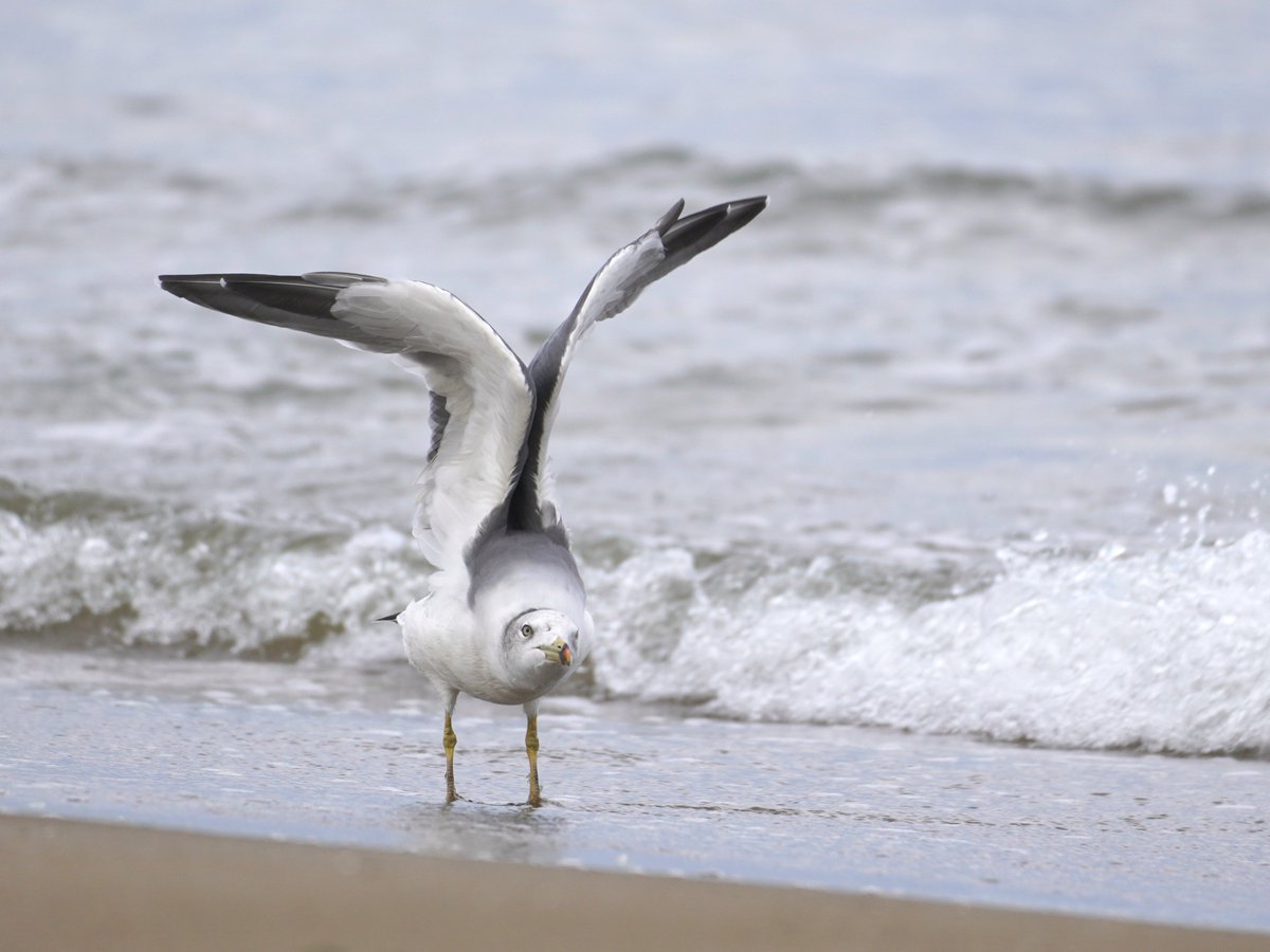 ガルウィングってカモメの翼という意味なんだ。知らなかった… #ウミネコ