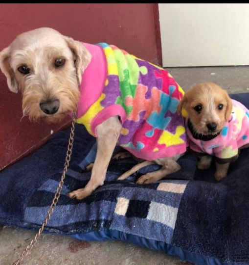 xjusticianimal's tweet photo. RT ADOPCION Mama y bebé en adopción. 💖🐕 Los echaron a la basura cuando el bebé estaba recién nacido, por favor su apoyo para  encontrarles un hogar los respeten y amen. Son talla chica, la mamá es snauzer y el bebé mix de snauzer con cocker. Informes al 55419 111 56 https://t.co/1b2fUwS1dR