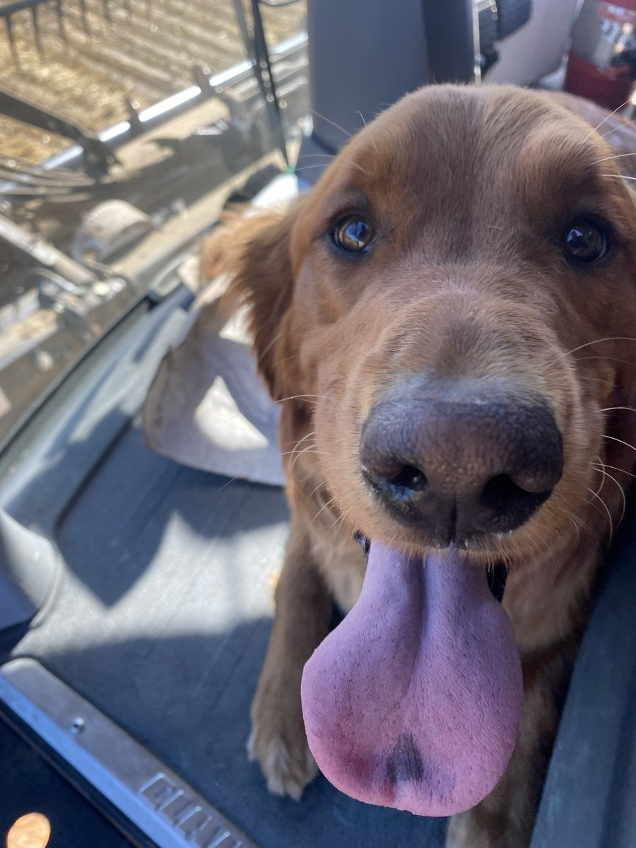 Amber Boxall tweet media