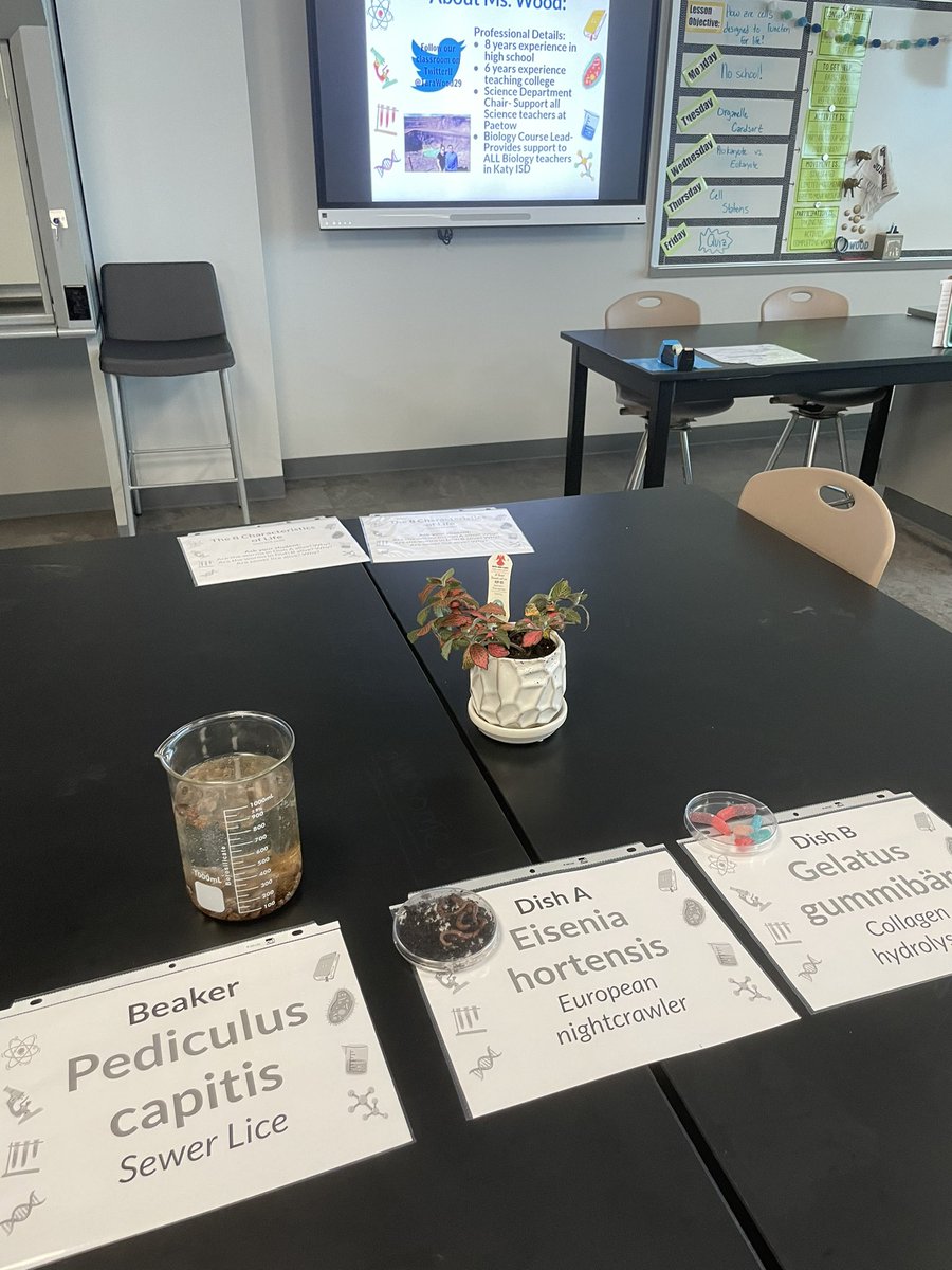 Tara Wood tweet media