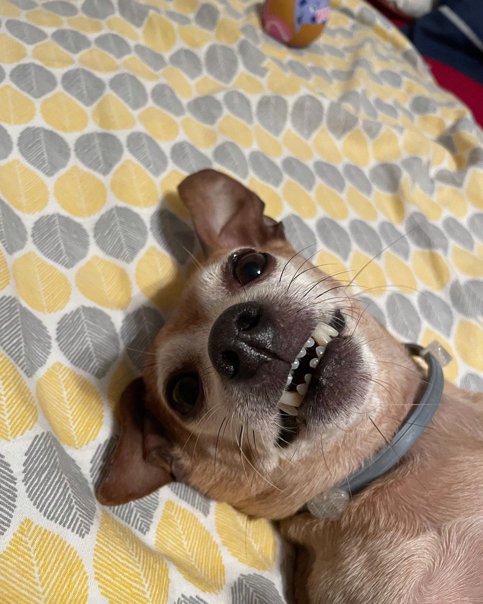 BentleyChiweeni's tweet photo. << r a w r >>

🦖🦈 🐊 🐶

#dogs #DogsofTwitter #DogTwitter #TwitterDog #chiweenie #chiweeniesoftwitter https://t.co/SxgfRxphd3