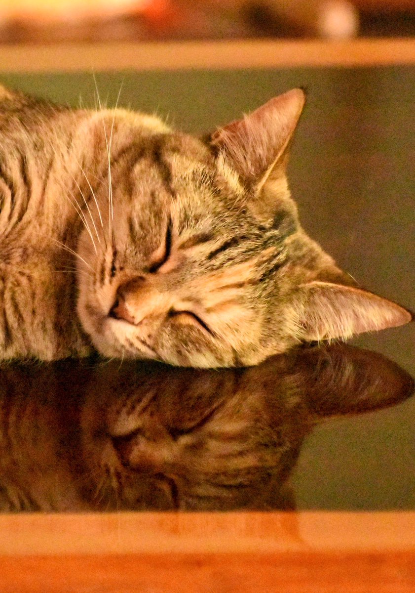 SAAB_gryphon_AG's tweet photo. ねむいねむいねむいねむい💤 https://t.co/g15qsYECEi