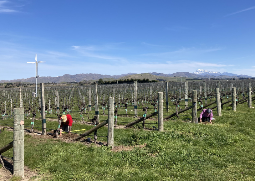 Bugologists's tweet photo. The hunt is on🧐!!! First field visit by @plantandfood @Bugologists and @MasseyUni scientists to the #Awatere area #Marlboroughtook took place this week searching for the Wētā @BragatoResearch 🍇 https://t.co/X1d4LkM0pH