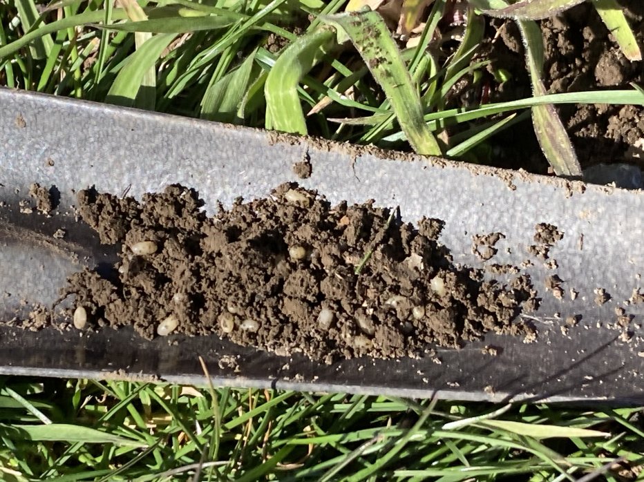 The hunt is on🧐!!! First field visit by <a href="/plantandfood/">Plant & Food Research</a> <a href="/Bugologists/">Insect Ecology NZ</a> and <a href="/MasseyUni/">Massey University</a> scientists to the #Awatere area #Marlboroughtook took place this week searching for the Wētā <a href="/BragatoResearch/">Bragato Research Institute</a> 🍇