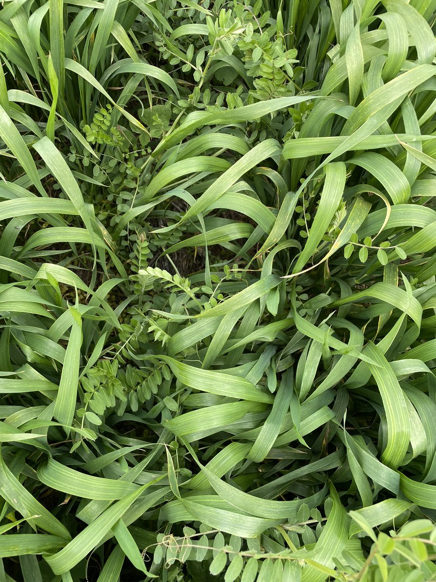 Early sown LRPB Nighthawk <a href="/PacificSeeds/">Pacific Seeds</a> <a href="/BreedersPlant/">LongReach Plant Breeders</a>