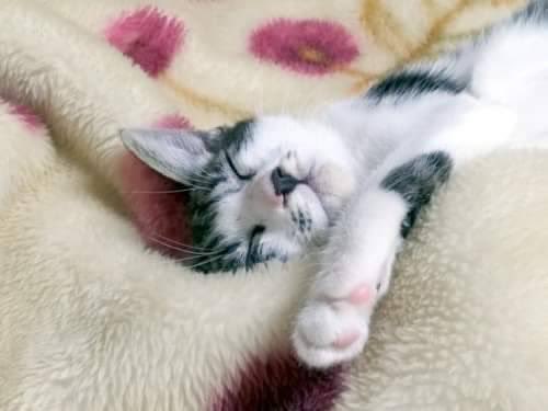 pon_koc's tweet photo. 🐈保護猫の飼い主になってくれる人を探しています🐈
8月19日時点で4ヶ月のメスです。
病院で諸々検査はしているようです。
今治まで引取りに行ける方で、ご連絡いただけると幸いです🙇‍♀️

＃保護猫
#里親募集
#子猫
＃愛媛 https://t.co/RYwDiz96zY