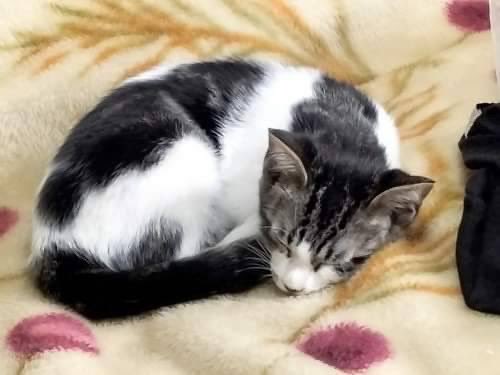 pon_koc's tweet photo. 🐈保護猫の飼い主になってくれる人を探しています🐈
8月19日時点で4ヶ月のメスです。
病院で諸々検査はしているようです。
今治まで引取りに行ける方で、ご連絡いただけると幸いです🙇‍♀️

＃保護猫
#里親募集
#子猫
＃愛媛 https://t.co/RYwDiz96zY
