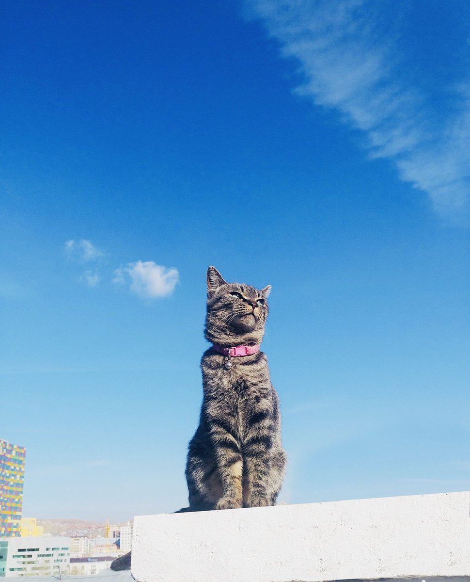 Ээлжийн амралтаасаа ирсэн Муужаа маань юу хийдгээ санах гэж нэлээн л юм болж байх шиг байна. 🤗🤗🤗
#Туслахпрограмист
#Ажлынбайрныхөгжөөгч