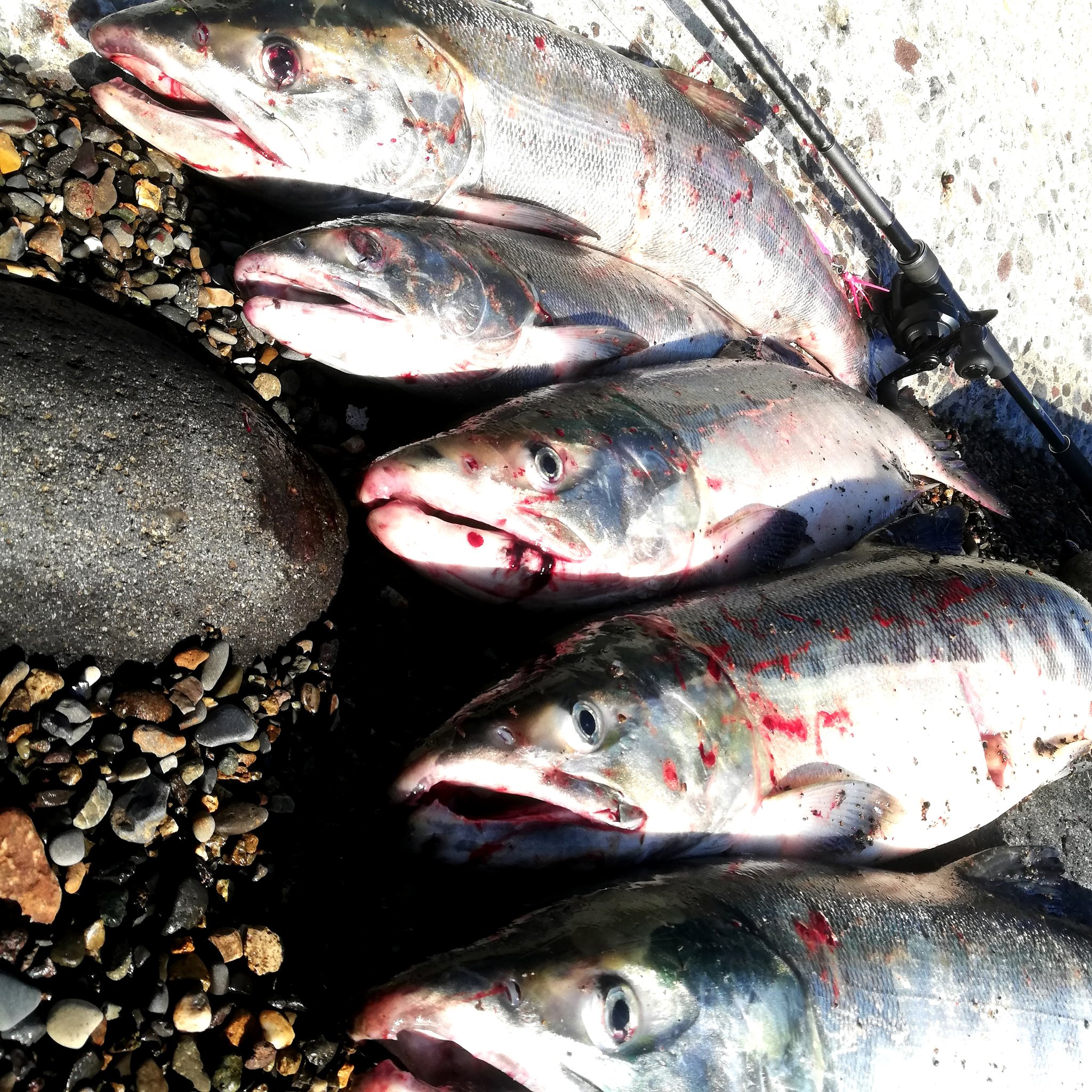 道東 釣り 情報 ギブミーフイッシュ Makoto946 Twitter