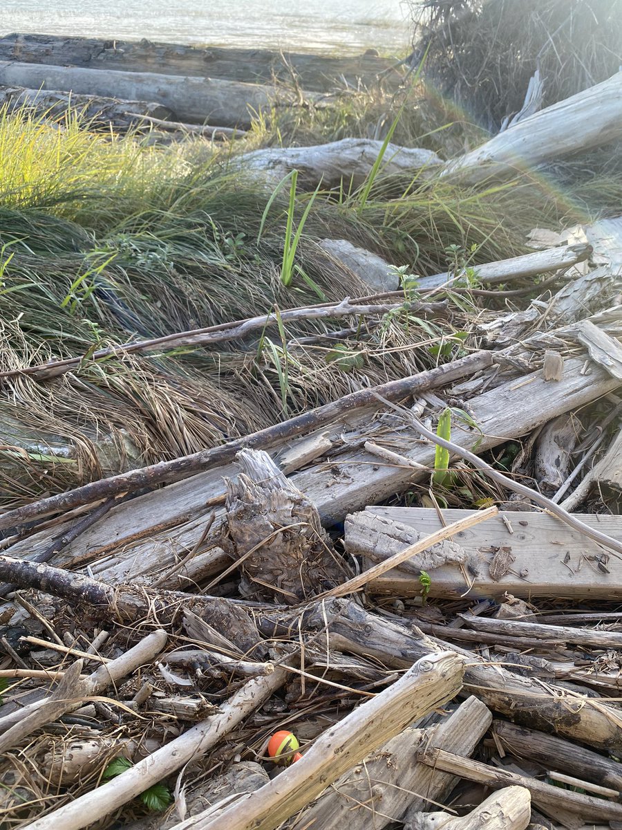 FraserRiverFind's tweet photo. Fishing gear question?
Is there a particular reason that some bobbers are yellow and orange as opposed to the common white and red type?
#fraserriverfinds
#fraserriver #gilbertbeach
#plasticpollution
#ghostgear https://t.co/VB8lHtKKaP