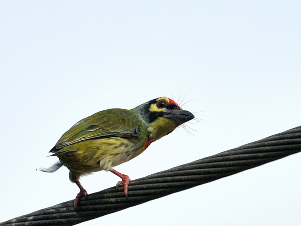 Birds of Delhi #CoppersmithBarbet #birdwatching  #Nature #IndiAves #TwitterNatureCommunity #Birds #Wildlife