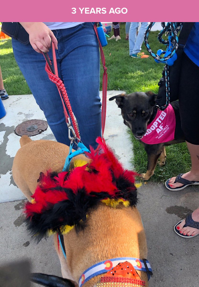 fandomthingpod's tweet photo. My late dog, Schroeder, and I three years ago at a pet parade for the shelter I adopted him from. Can you guess what we were dressed as? Also adding a pic featuring Fergie in a bandanna. #PodcastDogs https://t.co/tgvJUHRjZO