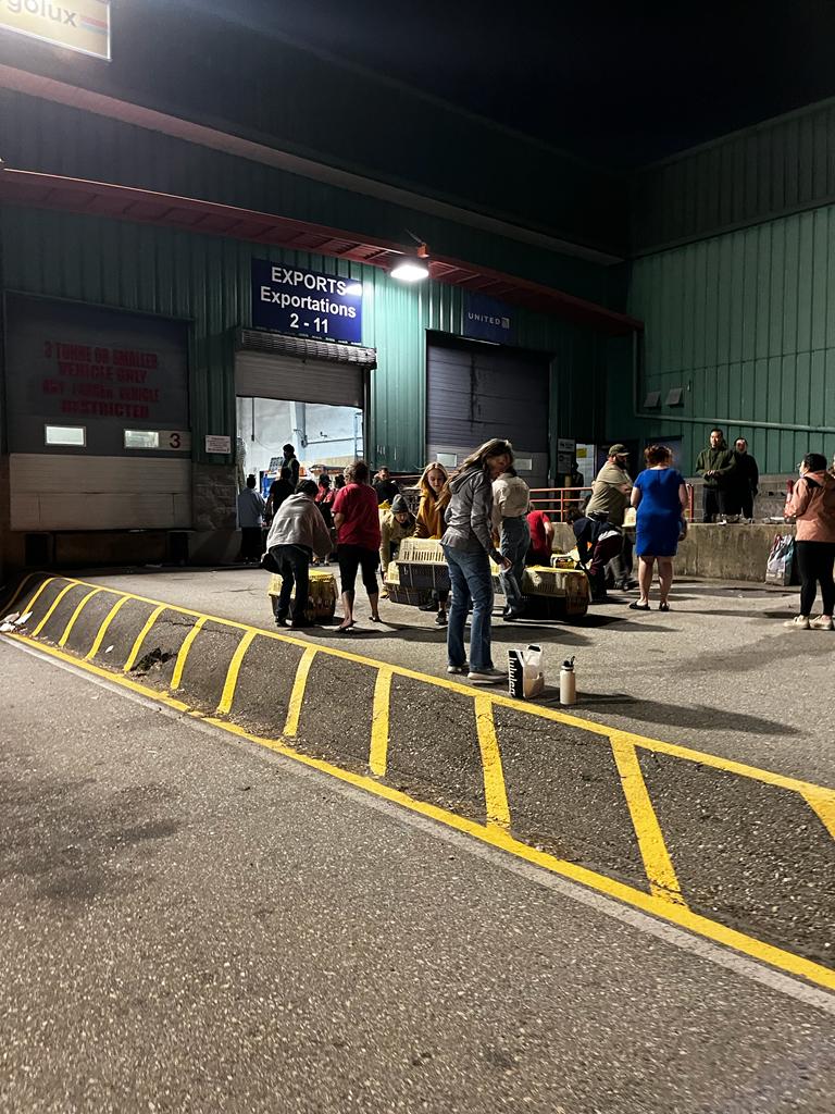 33 DOGS SAVED FROM SLAUGHTER!  We are so happy to announce that our 33 survivors arrived safely from China into Vancouver Wednesday night!  We had adopters, fosters and volunteers all on hand to welcome the pups!  Please welcome these babies to their second chance at life.....