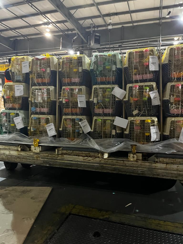 ChinaRescueDogs's tweet photo. 33 DOGS SAVED FROM SLAUGHTER!  We are so happy to announce that our 33 survivors arrived safely from China into Vancouver Wednesday night!  We had adopters, fosters and volunteers all on hand to welcome the pups!  Please welcome these babies to their second chance at life..... https://t.co/Be9F64cHcL