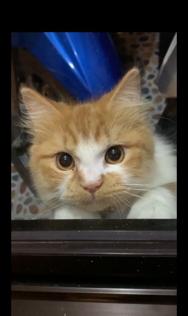 bayudhandikaa's tweet photo. Kucing rt17, dimana ada Ciko pasti grup RT rame ibuwibu https://t.co/itPWa2FfLt