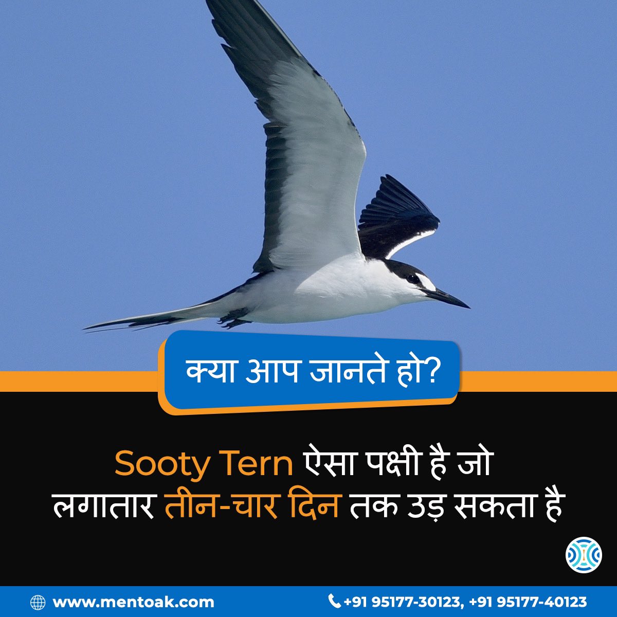 mentoakofficial's tweet photo. Did you know? 

#Mentoak #iamgenious #knowledge #learning #fact #birds #education https://t.co/xfxa9dU0c3