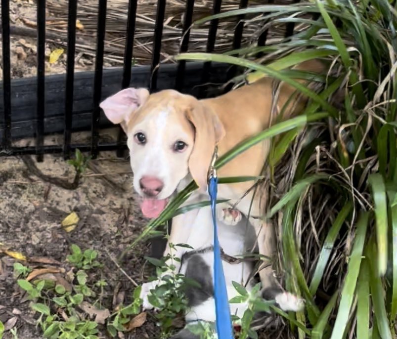 Who did the look at the camera better- Mr Sprinkles or Miss Penny? 🤣 #puppyturds #adogandhercat #rumbleinthejungle