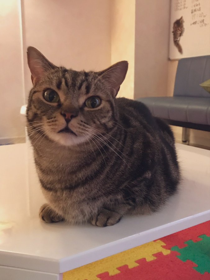 ねこかふぇ ププミニョン ヨコスカイチバン は横須賀のお店ポータル レストラン グルメ ホテル 海軍カレー ネイビーバーガー 地産地消 横須賀 名物などのショップ情報 不動産やリフォーム美容院などの住まいや生活情報が満載