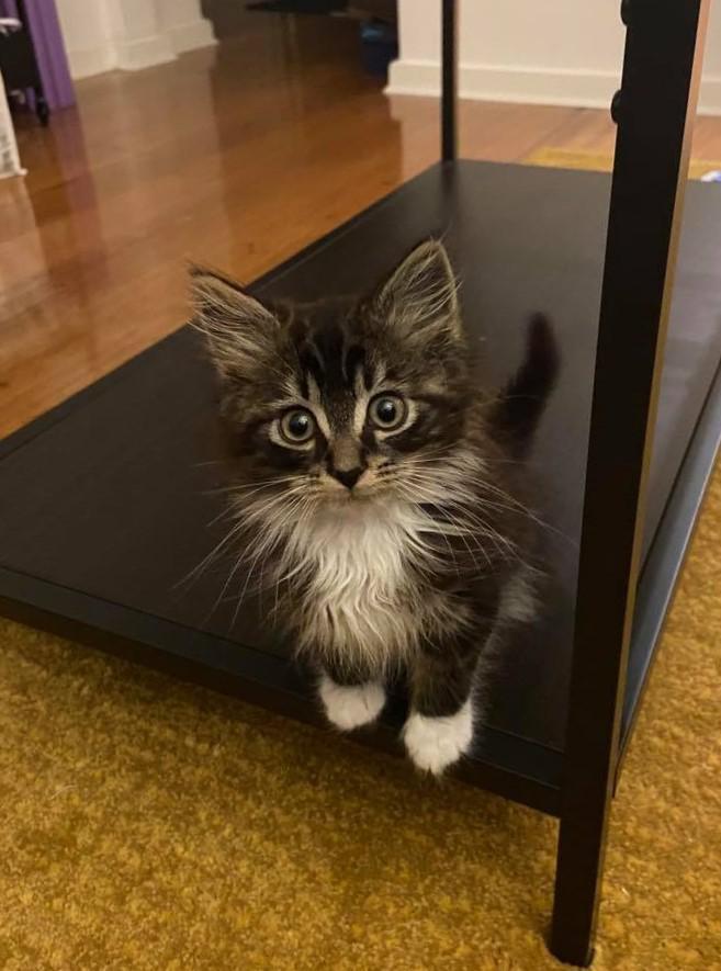 Cute Animal Pictures tweet media