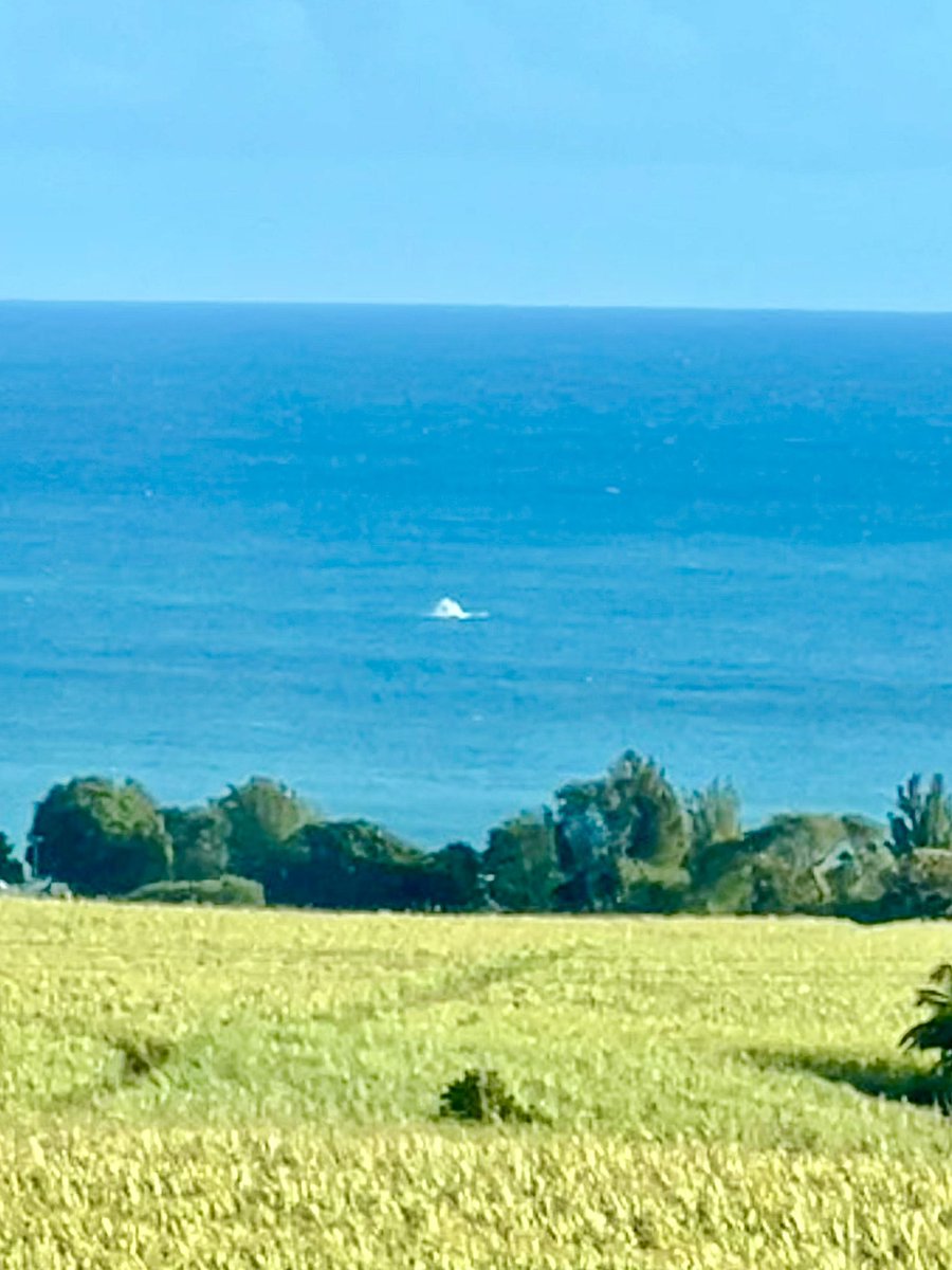 begertlive's tweet photo. Amener son fils à l'école, descendre au milieu des cannes à sucre, et apercevoir une danse de baleine dans l'Ocean Indien... C'est aussi ça La Réunion ! 🇷🇪❤️🌞 #iledelareunion #team974 #magie #oceanindien #baleine #WHALE #monile https://t.co/tcf8psASyg