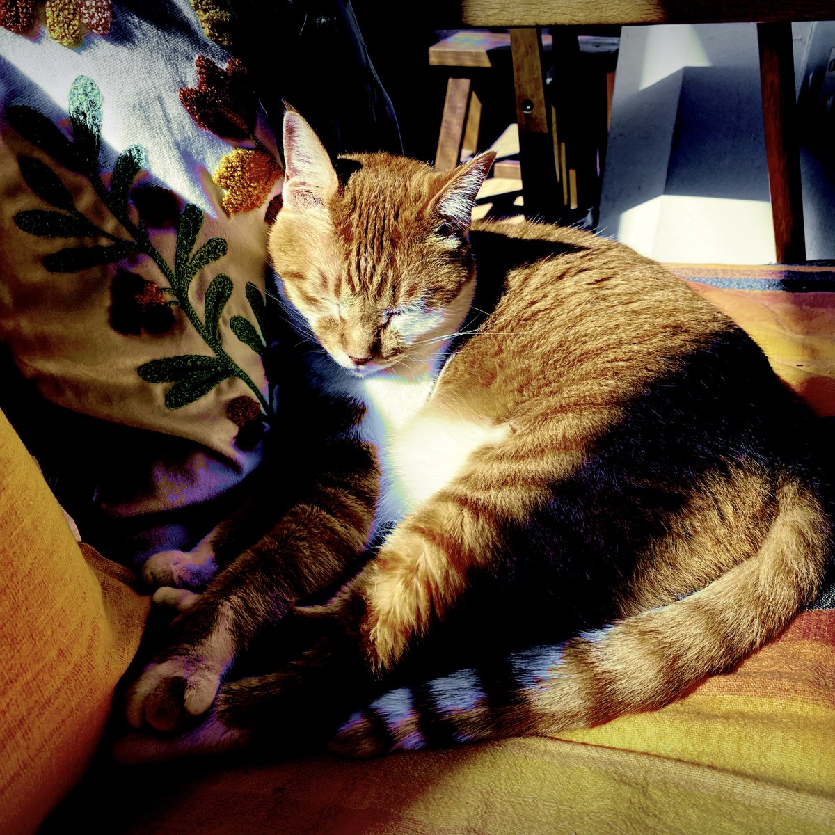 obi_wan_eclipse's tweet photo. #猫式 #cat #ShotoniPhone #Hipstamatic #Carmen85 #Indus19 https://t.co/KTfxOiwZtS