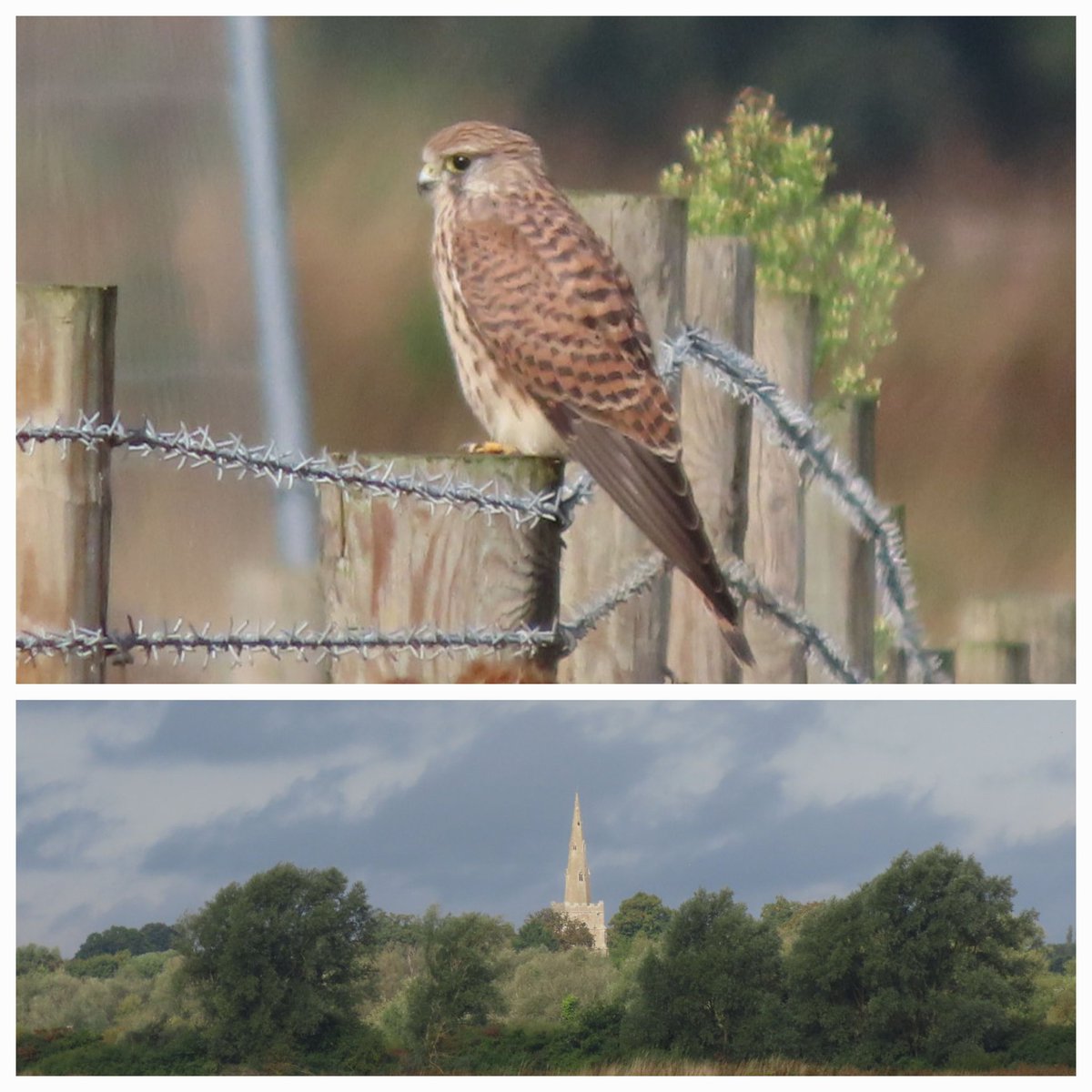 nicolaann851's tweet photo. Saw this beautiful kestrel this morning at RSPB Ouse Fen. Quite a good view of Bluntisham church too. @Natures_Voice @CambsBirdClub #OuseFen https://t.co/t3WkqdReYz