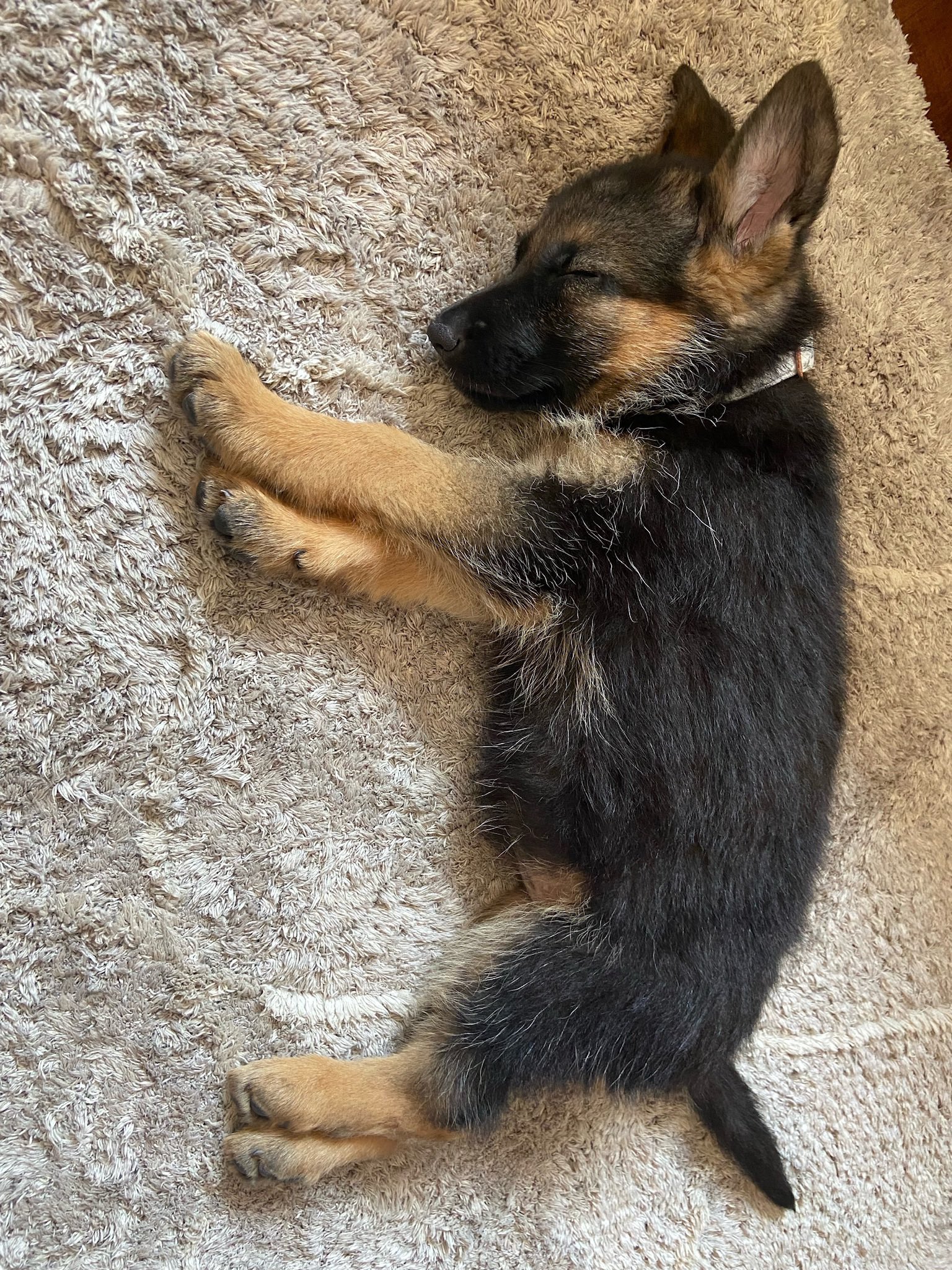 Shiphra german shepherds 2025